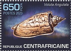 Voluta angulata