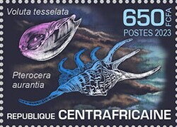 Voluta tesselata, Pterocera aurantia
