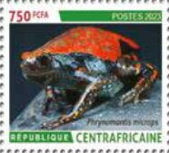 West African Rubber Frog (Phrynomantis microps)