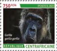 Western lowland gorilla (Gorilla gorilla gorilla)