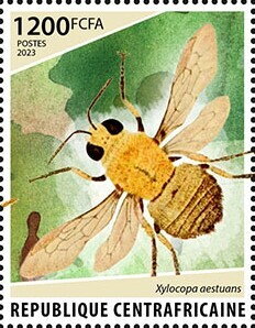 White-cheeked Carpenter (Xylocopa aestuans)