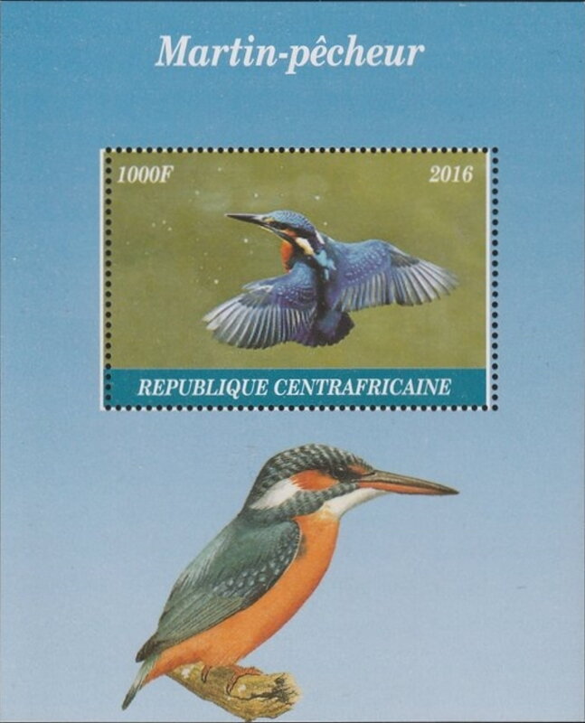 Birds - Kingfishers