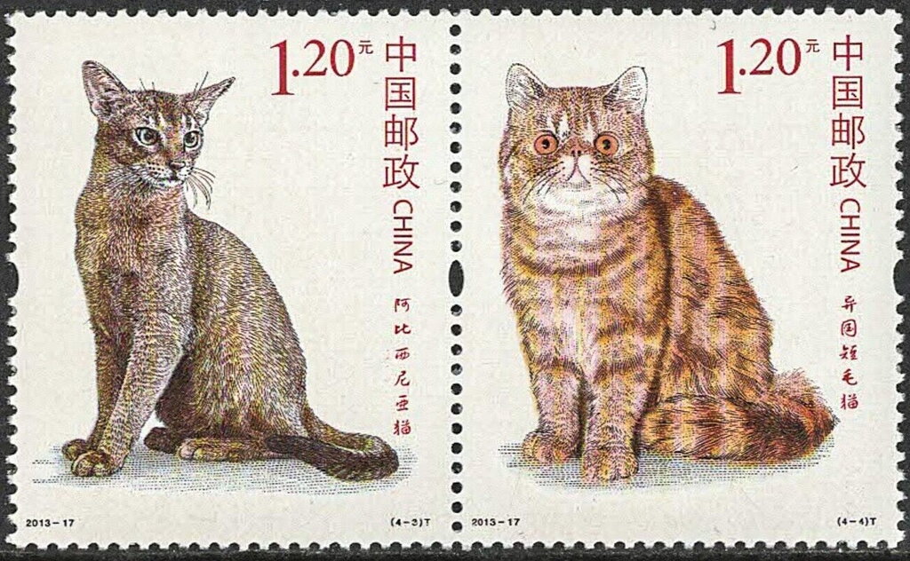 Abyssinian-Exotic Shorthair