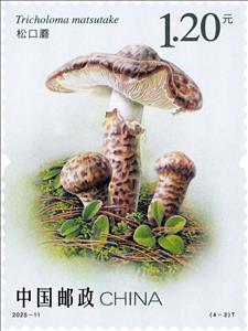 Stamp, Matsutake Mushroom (Tricholoma matsutake), China, People's Republic,  , Mushrooms