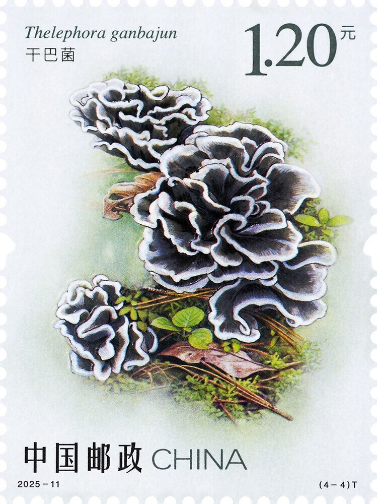 Thelephora ganbajun