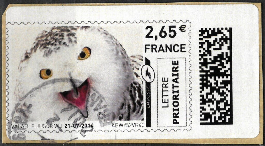 Snowy Owl