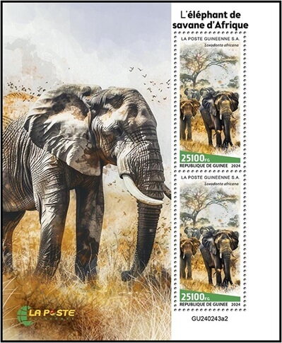 African Savanna Elephant (Loxodonta africana)