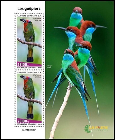 Bee Eaters (Nyctyornis amictus)