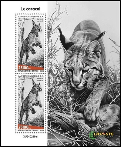 Caracals (Caracal caracal)