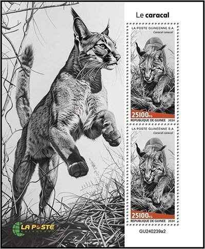 Caracals (Caracal caracal)