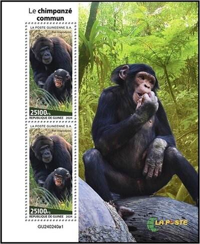 Chimpanzee (Pan troglodytes)
