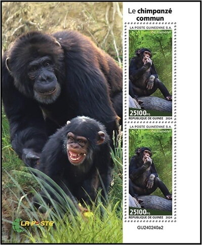 Chimpanzee (Pan troglodytes)