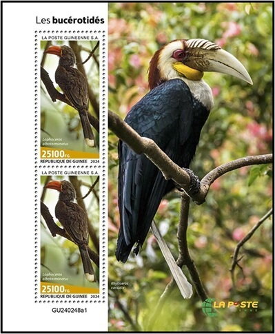Hornbills (Lophoceros alboterminatus)