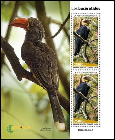 Hornbills (Rhyticeros cassidix)