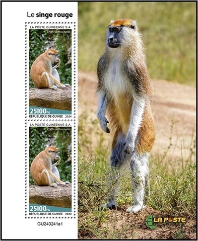 Patas Monkey (Erythrocebus patas)