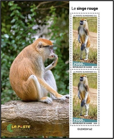Patas Monkey (Erythrocebus patas)