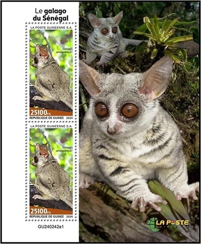 Senegal Bushbaby (Galago senegalensis)