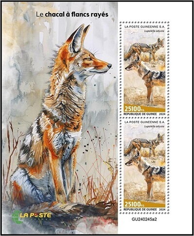 Side Striped Jackal (Lupulella adusta)