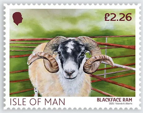 Blackface Ram