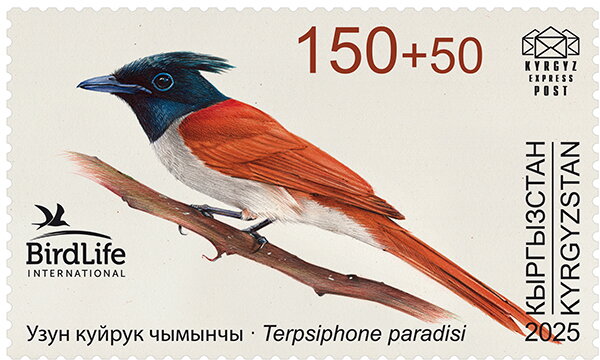 Asian Paradise Flycatcher (Terpsiphone paradisi)