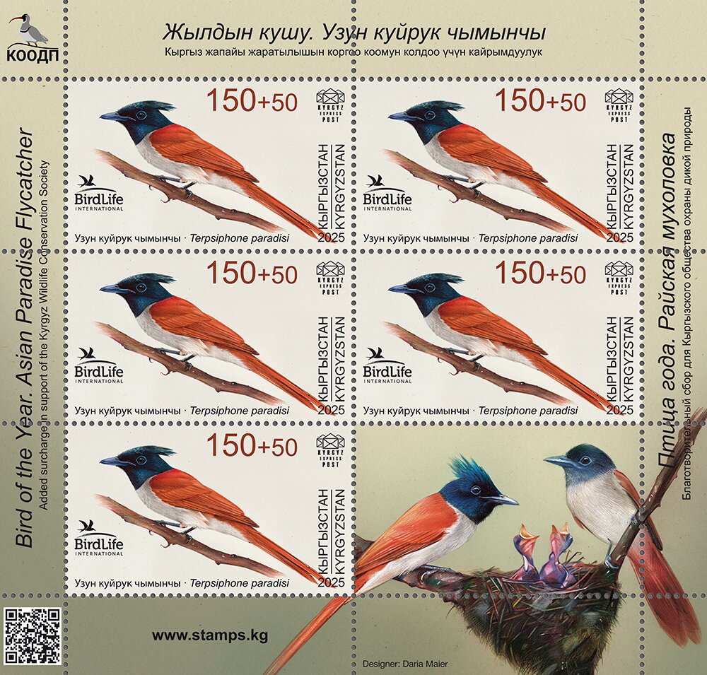 Asian Paradise Flycatcher (Terpsiphone paradisi)