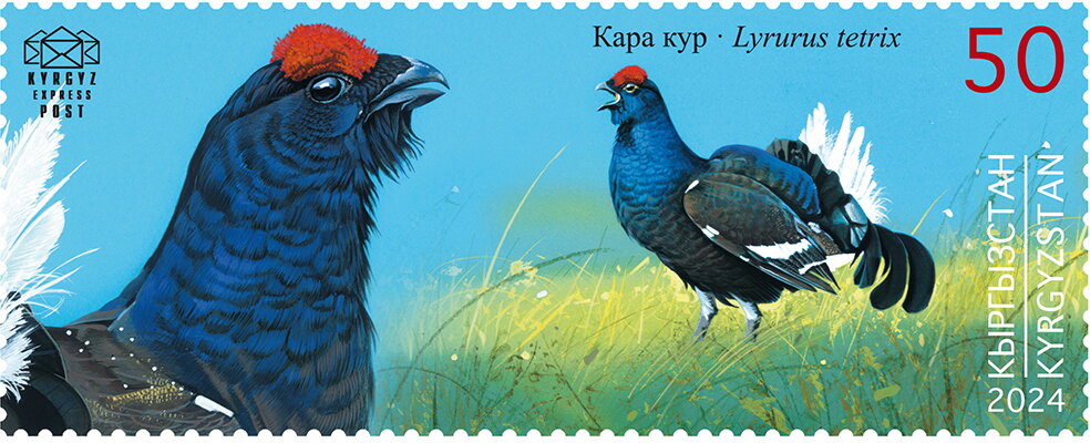 Black Grouse (Lyrurus tetrix)