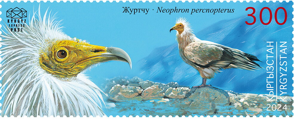 Egyptian Vulture (Neophron percnopterus)