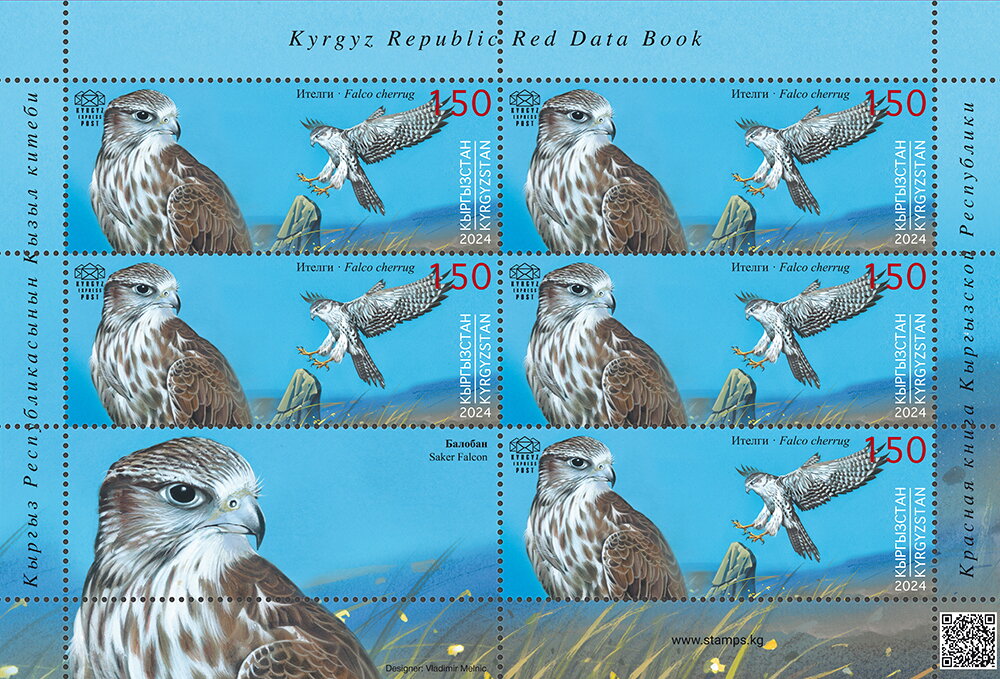 Saker Falcon (Falco cherrug)