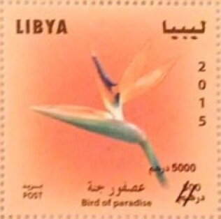 Bird of paradise