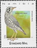 Groundscraper Thrush (Turdus litsitsirupa)