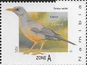 Karoo Thrush (Turdus smithi)