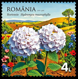 Stamp, Hydrangeas (Hydrangea macrophylla), Romania,  , Flowers, Plants (Flora)