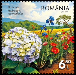 Hydrangeas (Hydrangea macrophylla)