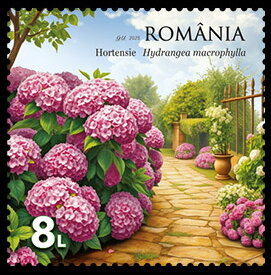 Stamp, Hydrangeas (Hydrangea macrophylla), Romania,  , Flowers, Plants (Flora)