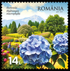 Stamp, Hydrangeas (Hydrangea macrophylla), Romania,  , Flowers, Plants (Flora)