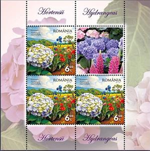 Mini Sheet, Hydrangeas (Hydrangea macrophylla), Romania,  , Flowers, Plants (Flora)
