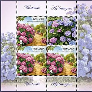 Mini Sheet, Hydrangeas (Hydrangea macrophylla), Romania,  , Flowers, Plants (Flora)