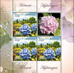 Mini Sheet, Hydrangeas (Hydrangea macrophylla), Romania,  , Flowers, Plants (Flora)