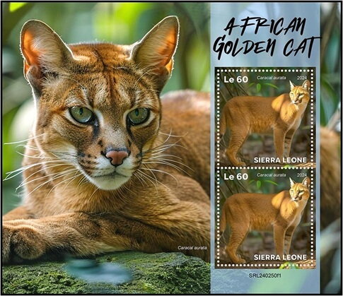 African Golden Cat (Caracal aurata)