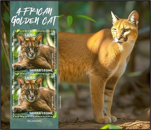 African Golden Cat (Caracal aurata)