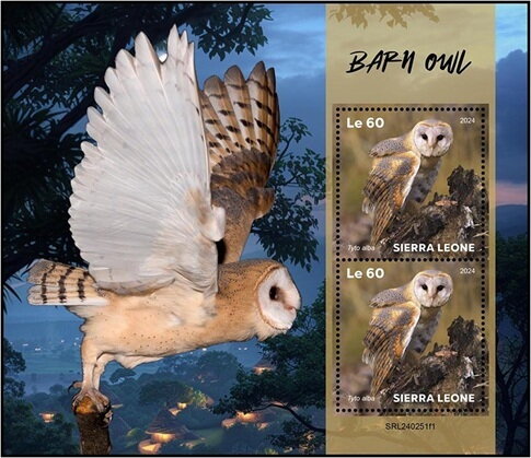 Barn Owl (Tyto alba)