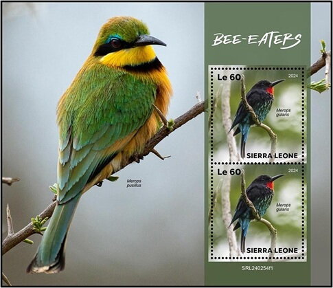 Bee-eaters (Merops gularis)