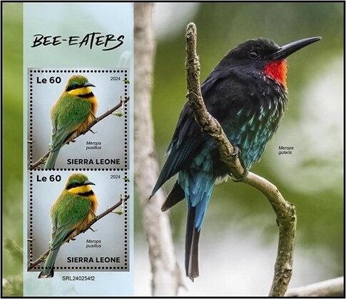 Bee-eaters (Merops pusillus)