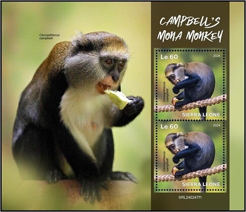 Campbell's Mona Monkey (Cercopithecus campbelli)
