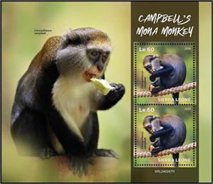 Full Pane, Campbell's Mona Monkey (Cercopithecus campbelli), Sierra Leone,  , Animals (Fauna), Monkeys