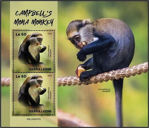 Campbell's Mona Monkey (Cercopithecus campbelli)