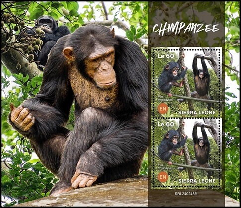 Chimpanzee (Pan troglodytes)