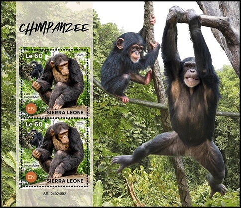 Chimpanzee (Pan troglodytes)
