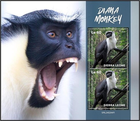 Diana Monkey (Cercopithecus diana)