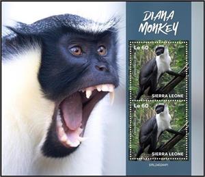 Full Pane, Diana Monkey (Cercopithecus diana), Sierra Leone,  , Animals (Fauna), Monkeys